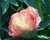peony-al-s-choice (1)
